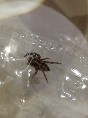 Plexippus paykulli