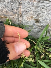 Ranunculus platensis