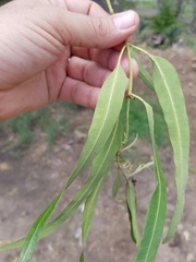 Parsonsia eucalyptophylla