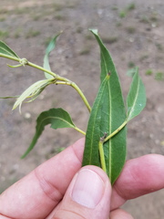 Parsonsia eucalyptophylla