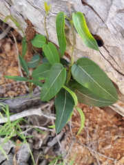 Parsonsia eucalyptophylla