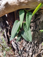 Parsonsia eucalyptophylla