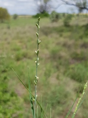 Setaria constricta