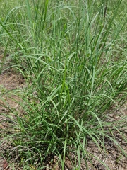 Setaria constricta