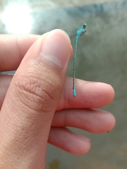 Pseudagrion microcephalum