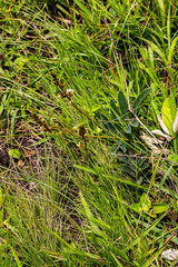 Ophrestia oblongifolia