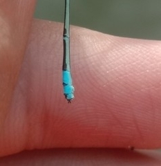 Pseudagrion microcephalum