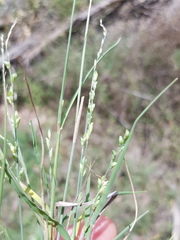 Setaria constricta