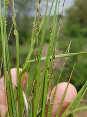 Setaria distans