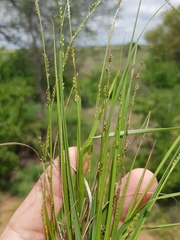 Setaria distans