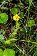 Osteospermum grandidentatum