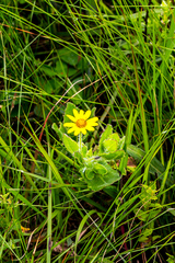 Osteospermum grandidentatum