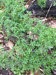 Eleutherococcus sieboldianus