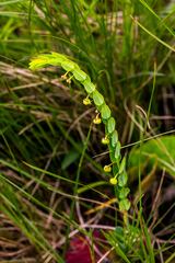 Phyllanthus parvulus parvulus