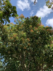 Pittosporum pentandrum