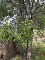 Psydrax oleifolia
