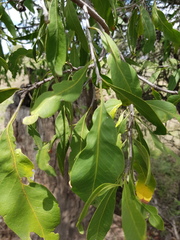 Psydrax oleifolia