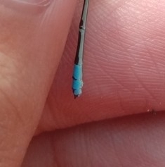 Pseudagrion microcephalum