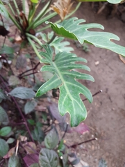 Thaumatophyllum xanadu