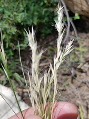 Rytidosperma tenuius