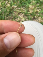 Ranunculus platensis