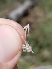 Rytidosperma tenuius