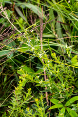 Spermacoce natalensis