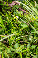 Sphenostylis angustifolia