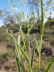 Senecio queenslandicus