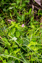 Sphenostylis angustifolia