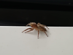 Plexippus