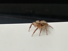 Plexippus