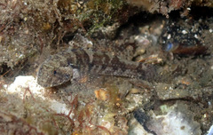 Bathygobius krefftii