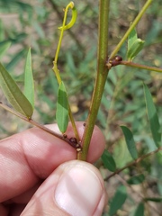 Senna barclayana