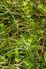 Stachys nigricans
