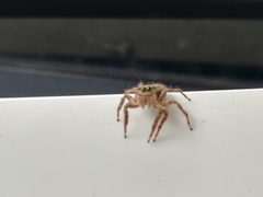 Plexippus