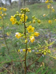Senna barclayana