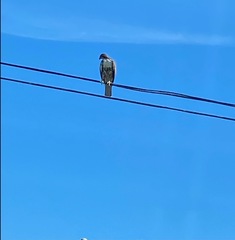 Buteo jamaicensis