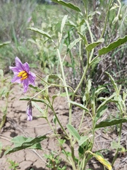 Solanum esuriale
