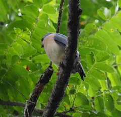 Accipiter trinotatus
