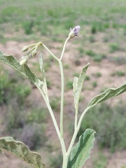 Solanum esuriale