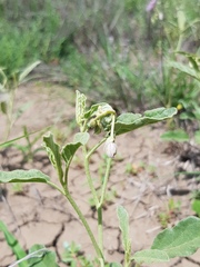 Solanum esuriale