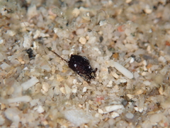 Haminoeidae