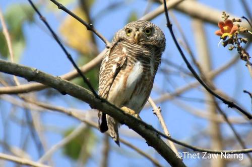 Asian Barred Owlet