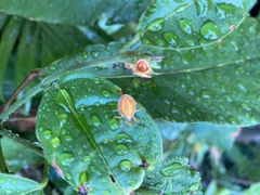 Agapophyta bipunctata