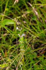 Syncolostemon parviflorus