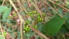 Syzygium polyanthum