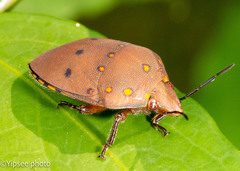 Solenosthedium chinense