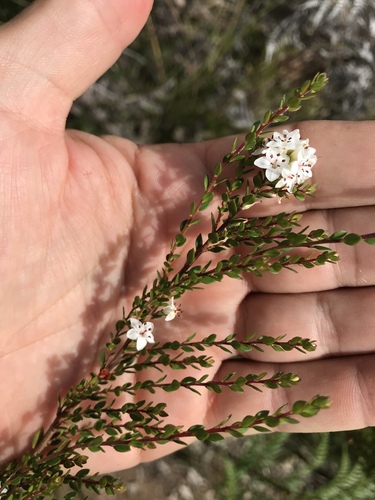 pretty heath (Epacris virgata)