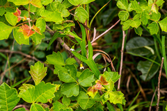 Trochomeria sagittata